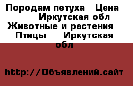 Породам петуха › Цена ­ 500 - Иркутская обл. Животные и растения » Птицы   . Иркутская обл.